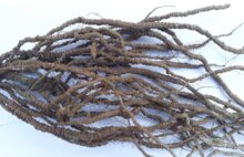 Dry Ipecac Root